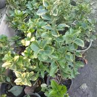 شمشاد طلایی