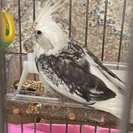 طوطی عروس هلندی وایت