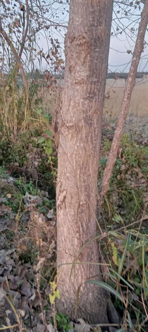 فروش صنوبر 10 ساله