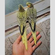 عروس هلندی جفت نروماده گلباقالی دستی و رام 3ماهه