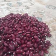 لوبیا قرمز یا قوتی 7تن بوجاری شده