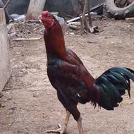 جوجه لاری یک هفته ای