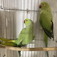 طوطی ملنگو جفت مولد به شرط جوجه سر تخم