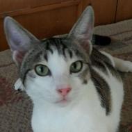 واگذاری گربه دوست داشتنی