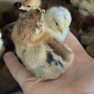 جوجه محلی میکس لاری