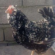 جوجه گلین و تخم نطفه دار گلین نسل برتر