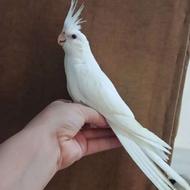 فروش چند جفت عروس هلندی سخنگو و طوطی برزیلی هشترودو چارویماق