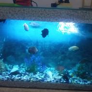 ماهی واکواریوم ولوازم ماهی