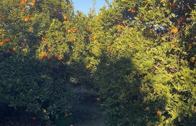 فروش زمین هزار متر در کوتنا دارای مرکبات