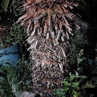 فروش گل سیکاس در رشت