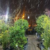 نگهبانی گلخانه