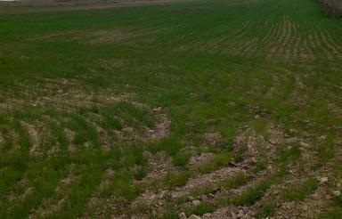 2هکتار ونیم