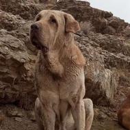 توله پژدر اصیل