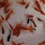 ماهی قرمز و تنگ ماهی