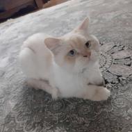 گربه نر هیمالین