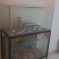 آکواریوم ماهی