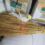 واگذاری طوطی عروس بخاطر پرریزی