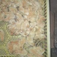 جوجه و تخم نطفه دار بلدرچین نژاد وایت سنگین وزن