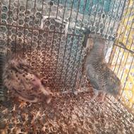 یک جفت بلدرچین مینیاتوری تخمگذار