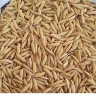 فروش بذرطارم هاشمی پاکوتاه درجه یک خالص