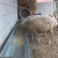 گاو گوسفند شمارو خریدارم