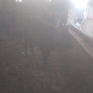 گاو داری دامداری