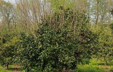 2400متر زمین . باغ واقع در نزدیک جنگل شهید زارع