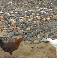 گلستان، سیمین شهر