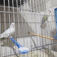 فروش جفت برزیلی مولد با تخم