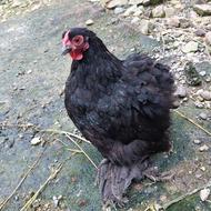 مرغ کوشین بلک