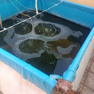 فروش کلیه لوازم سالن پرورش ماهی نقدواقساط