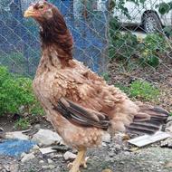 مرغ اصیل افغان