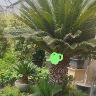 خدمات باغبانی وسمپاشی درختکاری حرس گلکاری کاشت گیاهان زینتی