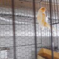 نر قناری موازائیکی شلاقی بخوون مست...