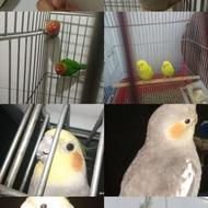 فروش یا معاوضه با طوطی