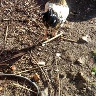 خروس 2 رگ مرغ گیر تا الان مرغ ندید مناسب بذری