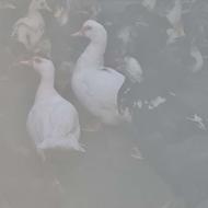 3عدد اردک خارجی