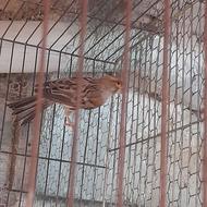 قناری نر بخون