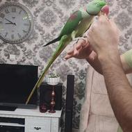 شاه طوطی نر ماده. سخنگو. دستی