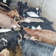 گوسفند زنده کشتاری و بز و بزغاله درجه یک