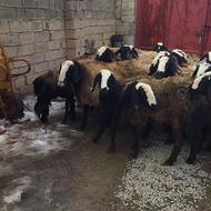 گوسفند و بره