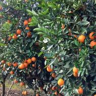 فروش پرتقال خونی درجه یک