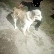 سگ آلابای زرنگ