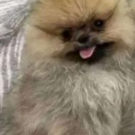 واگذاری سگ پامر بدون پوزه پرتقالی نر