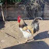 اردک اسرائیلی و خروس محلی