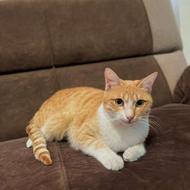 واگذاری رایگان گربه