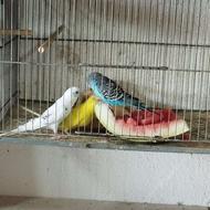 ساخت تک و تعداد انواع لانه تخم گذاری پرنده