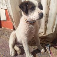 واگذاری توله افغان