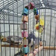 1جفت عروس هلندی نروماده