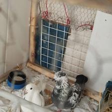 یک جفت کبوتر